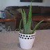 Aloe Vera Succulent Low Maintenance House Plant from Delray Plants, 4-inch Grower Pot   553130513